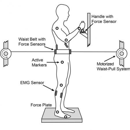 Holding a Handle for Balance during Continuous Postural Perturbations—Immediate and Transitionary Effects on Whole Body Posture