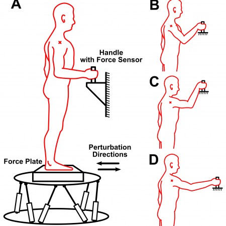 Effects of supportive hand contact on reactive postural control during support perturbations