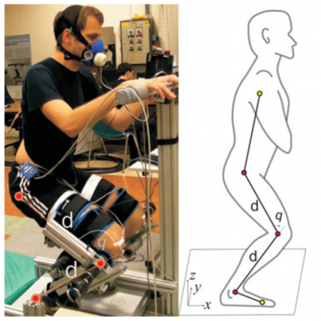 Effects of Robotic Knee Exoskeleton on Human Energy Expenditure
