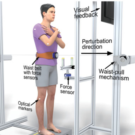Staying on your feet: the effectiveness of posture and handles in counteracting balance perturbation
